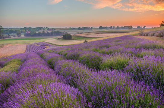 Blooming lavender fields in Poland, colorful sunrise © tomeyk
