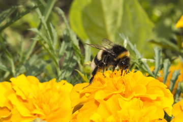 one furry bumblebee on a flower, an insect collects pollen with yellow orange flowers, summer sunny day, wildlife background