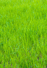 Photo of green grass texture in garden