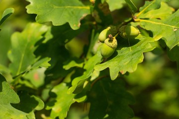 Acorn oak tree, oak green leaves.