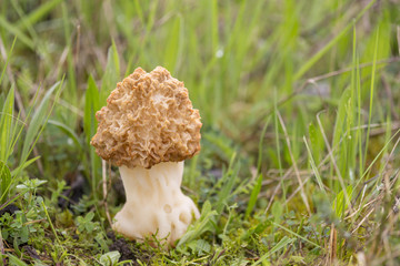 Speisemorchel auf einer Wiese