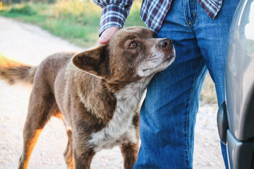 Adorable brown mutt being petted by man while looking attentively ahead.