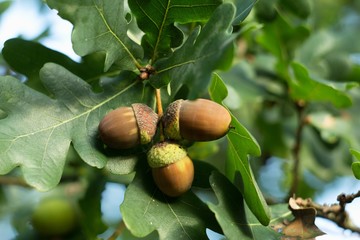 Acorn oak tree, oak green leaves.