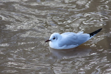 Water bird