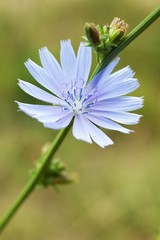 Blue chicory, Cichorium intybus, is a somewhat woody, perennial herbaceous plant of the dandelion family Asteraceae