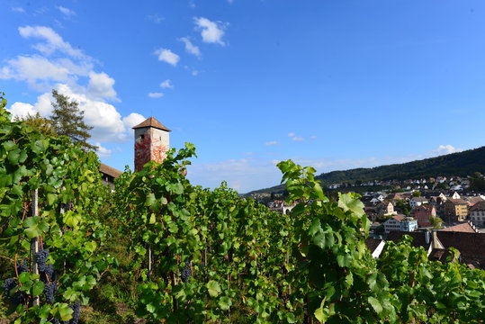 Munot-Rebberg Schaffhausen 