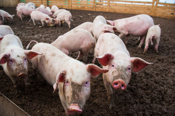 Domestic pigs on a farm