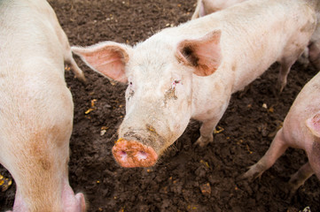 Domestic pigs on a farm