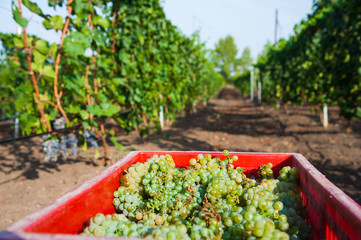 Vineyard. Grape harvesting