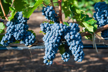 Vineyards at sunset in autumn harvest