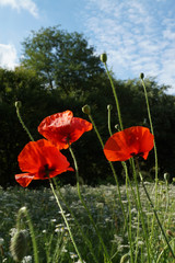 Obraz premium Poppy flowers on meadow
