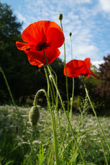 Obraz premium Intensive red poppy flowers on sunny meadow