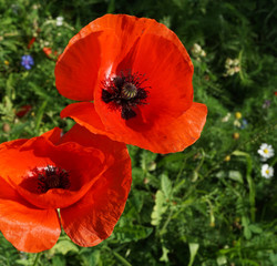 Fototapeta premium Two intensive red wild poppies on sunny day