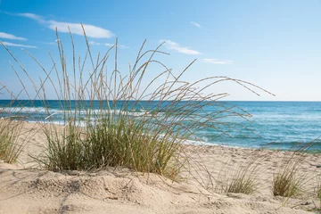 Foto auf Acrylglas Meer / Ozean Gras am Sandstrand