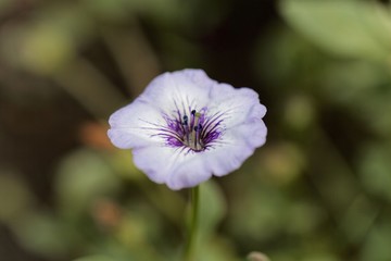  Chilenian bellflower (Nolana humifusa)