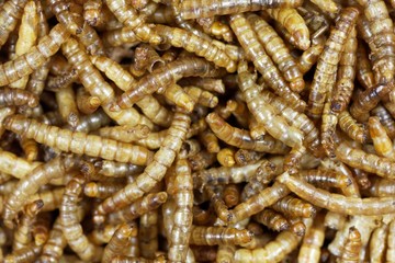 Dried Mealworms (Tenebrio molitor)