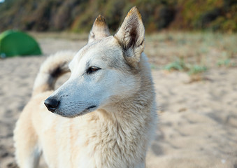 Husky on a beach