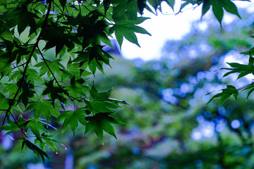 初夏　早朝の小雨に濡れた林