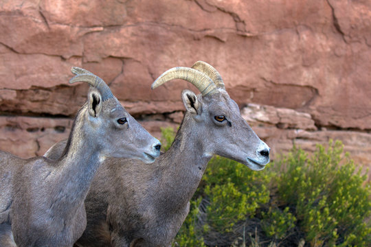Closeup of two Desert Bighorn Sheep, an adult female and a juvenile, in Colorado National Monument