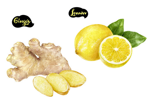 Ginger lemon watercolor hand drawn illustration set