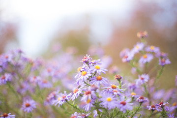 Symphyotrichum dumosum, rice button aster or bushy aster against background of autumn forest. Autumn background. last flowers.