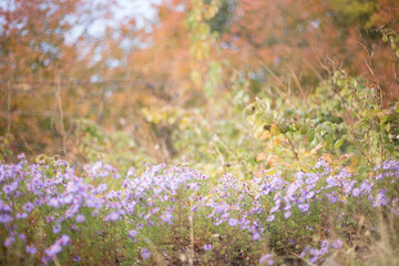Symphyotrichum dumosum, rice button aster or bushy aster against background of autumn forest. Autumn background. last flowers.