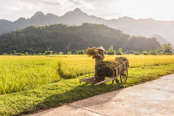 Woman working in the rice fields near Lac Village, Mai Chau valley, Vietnam. Beautiful fall afternoon during harvest time, wooden cart in the foreground.