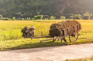 Obraz premium Woman working in the rice fields near Lac Village, Mai Chau valley, Vietnam. Beautiful fall afternoon during harvest time, wooden cart in the foreground.
