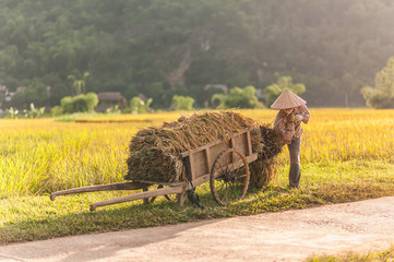 Obraz premium Woman working in the rice fields near Lac Village, Mai Chau valley, Vietnam. Beautiful fall afternoon during harvest time, wooden cart in the foreground.