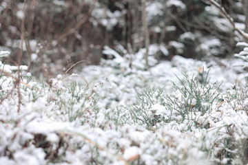 Winter forest. Landscape of winter forest on a sunny day. Snow-c