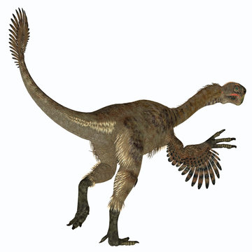 Citipati Female Dinosaur Tail