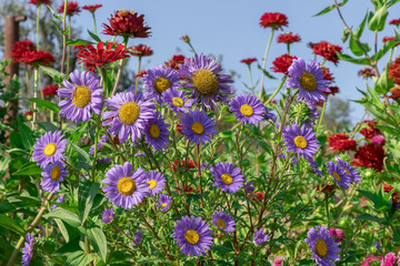 Daisy flowers in a garden