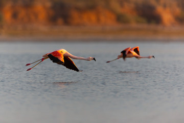 Flamingos in Ansenuza National Park, Cordoba, Argentina