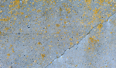 Asbestos slate texture concrete covered with lichen and moss	