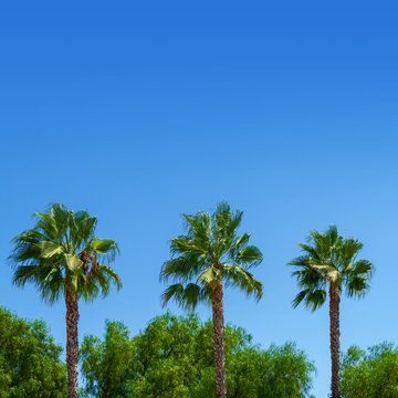 Three palm trees with willow trees and blue sky