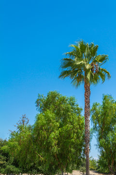 One palm tree and willow trees with clear blue sky