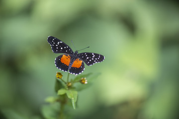 Fototapeta na wymiar Mariposa Parche Janais Nymphalidae