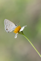 Mariposa Lycaenidae azulinas