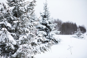 Landscape in the winter cloudy day