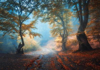  Autumn forest with dirty road in fog. Colorful landscape with beautiful enchanted trees with orange and red leaves on the branches and trail. Scenery with path in mystical foggy forest. Fall colors © den-belitsky