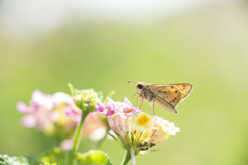 Mariposa Saltarín Vibex Hespeiidae sobre lantana