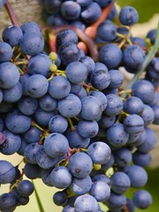grapes, blue grapes, autumn