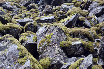 big old rocks and green moss