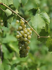 grapes for wine, agriculture