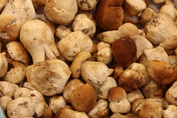 Fototapeta premium fresh mushroom on the market