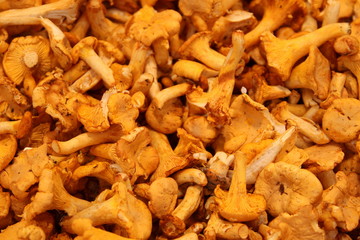 fresh mushroom on the market