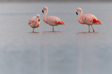 Flamingos in Ansenuza National Park, Cordoba, Argentina
