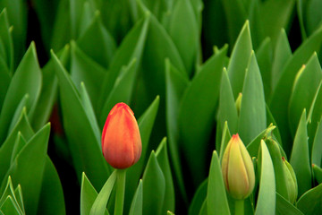 tulip buds