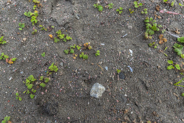 Beach Ground