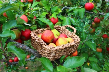 Äpfel in einem Körbchen auf dem Apfelbaum